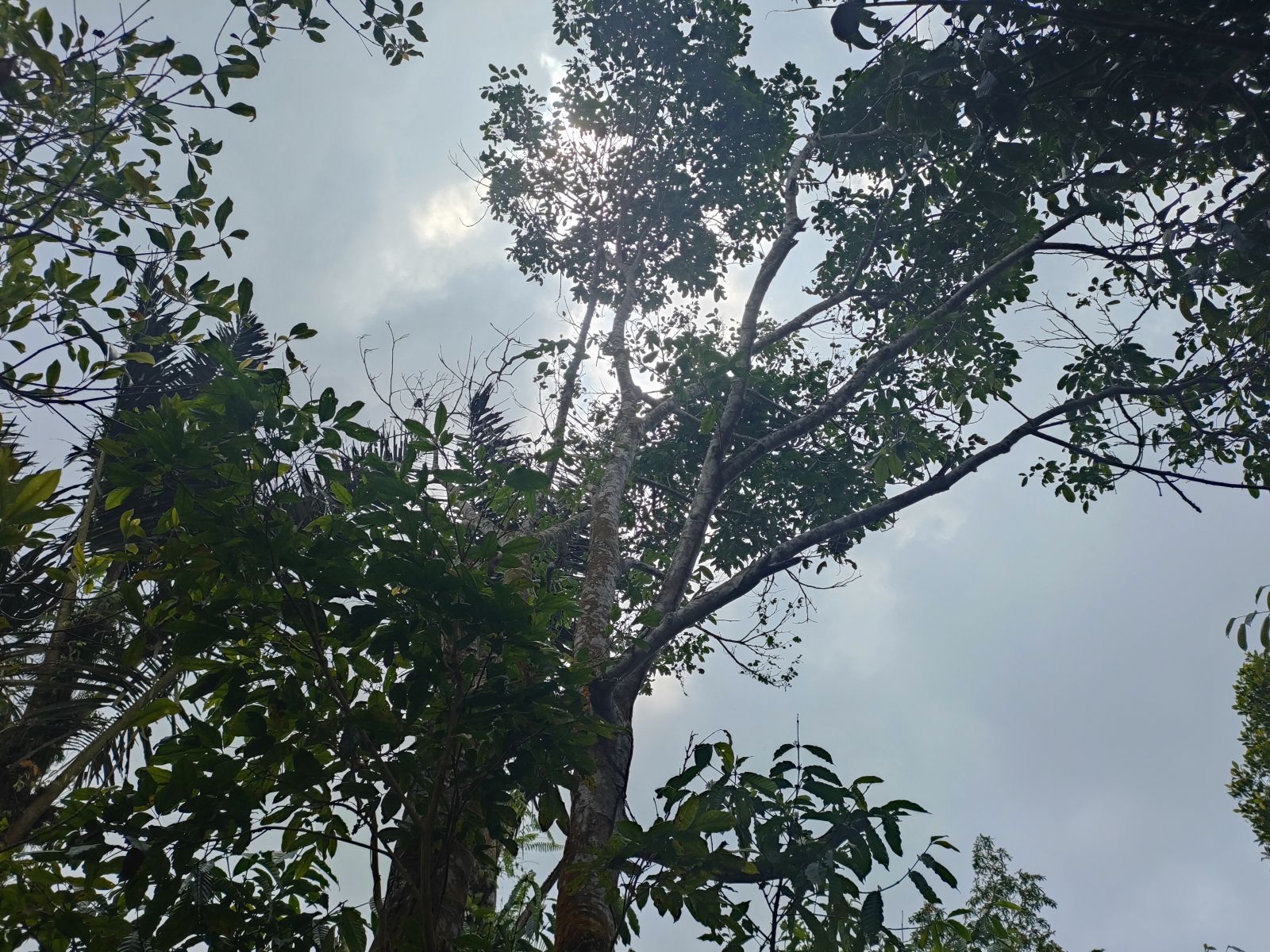 Foto Lahan C