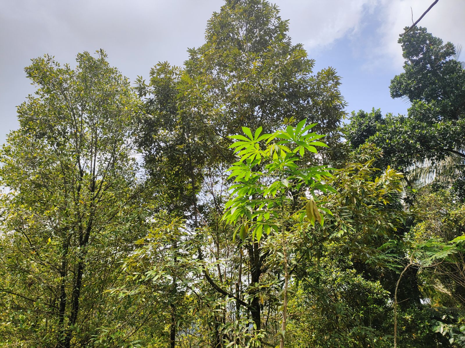 Foto Lahan C