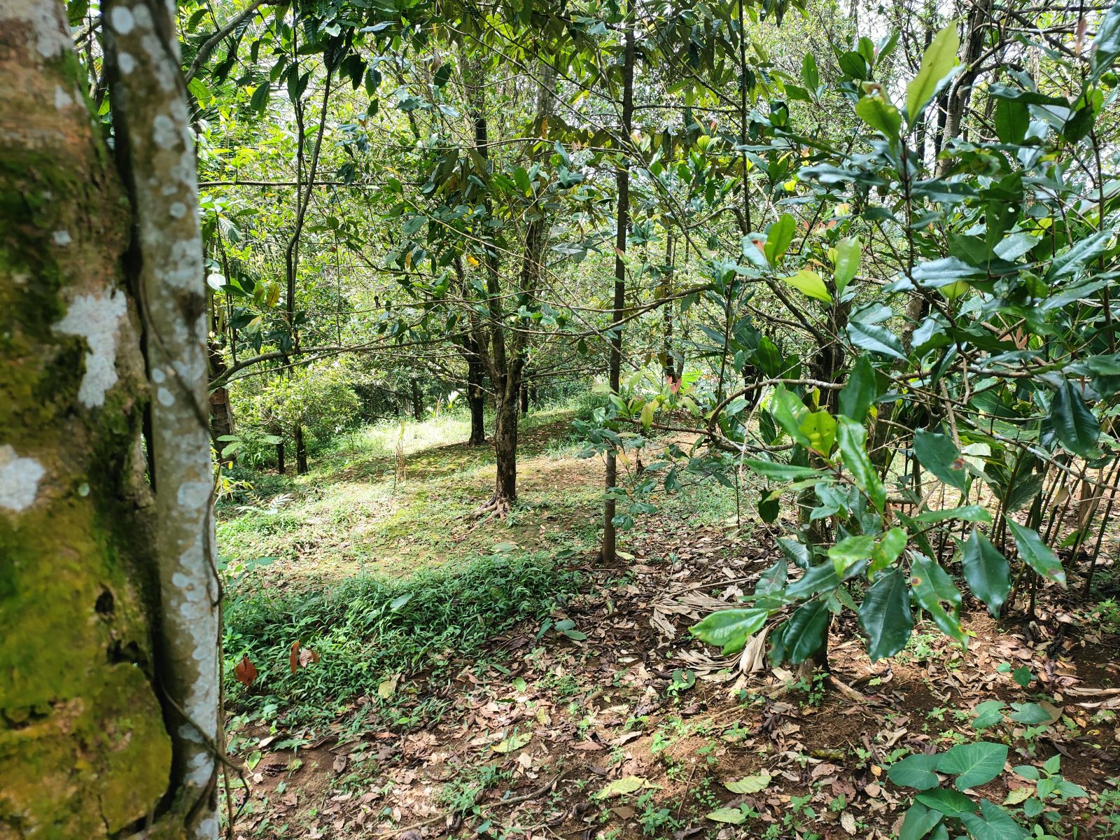 Foto Lahan C