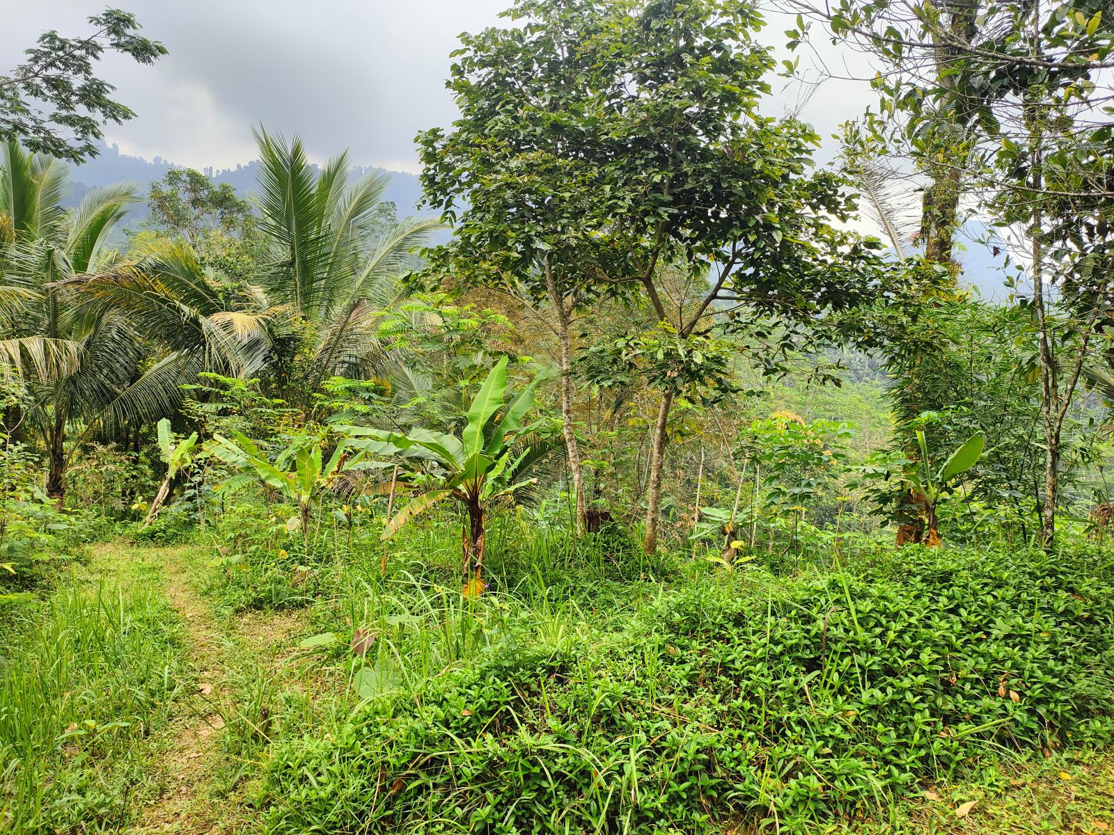Foto Lahan C
