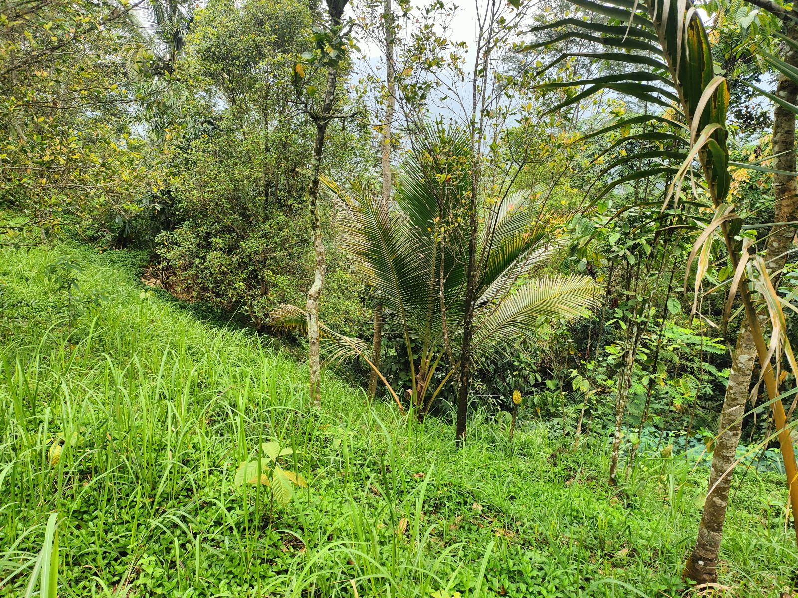 Foto Lahan C
