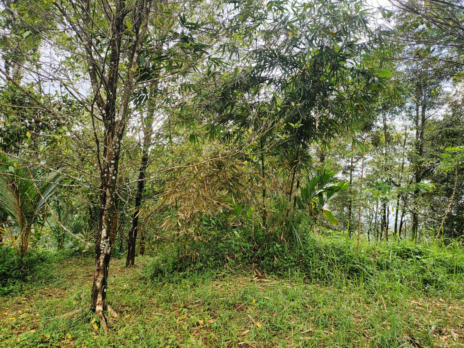 Foto Lahan C
