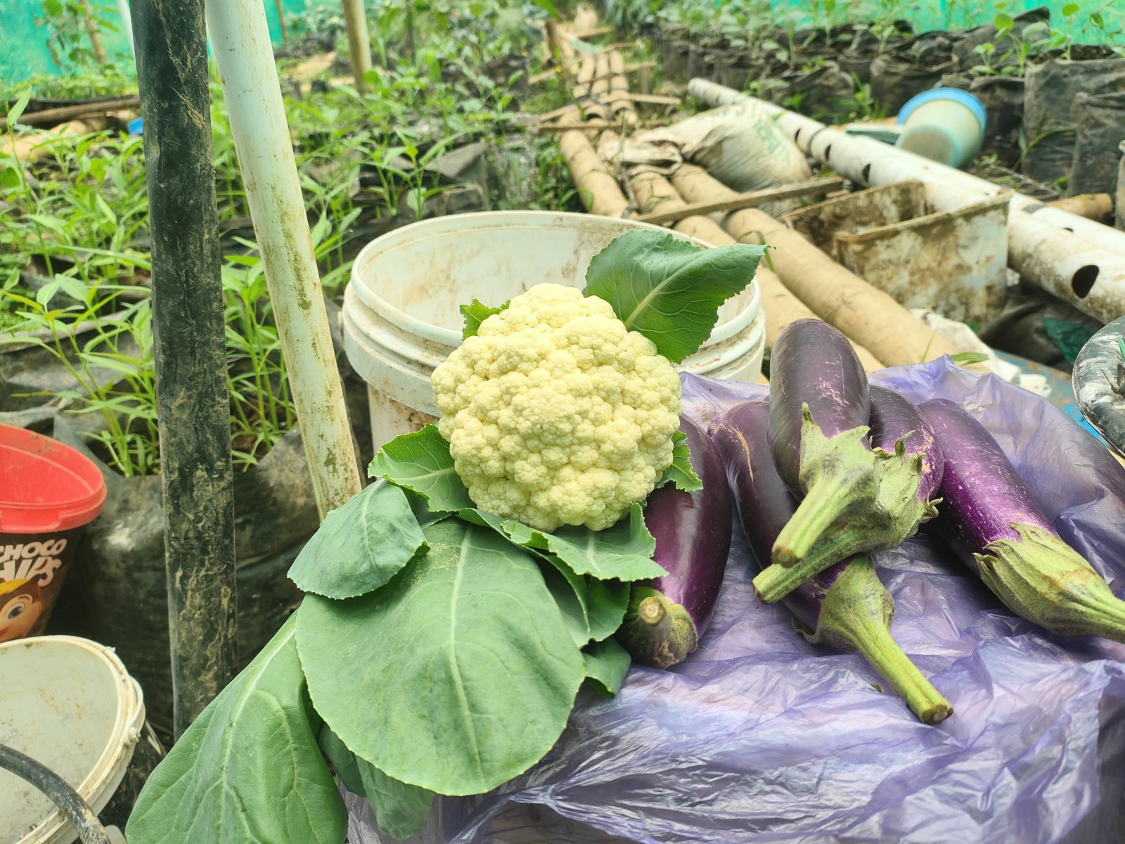 Foto Hasil Panen