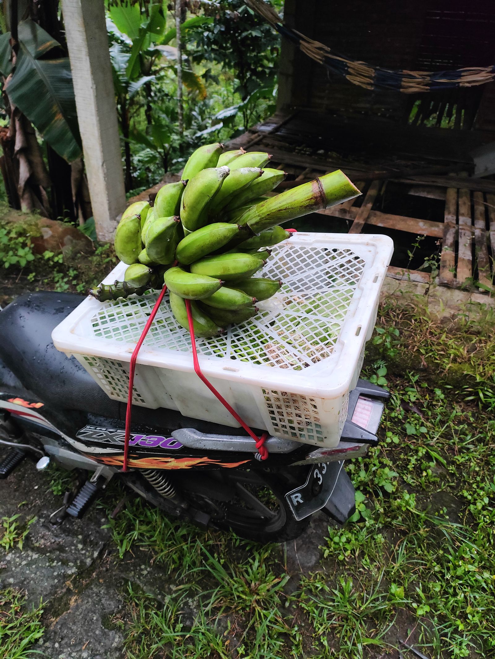 Foto Hasil Panen