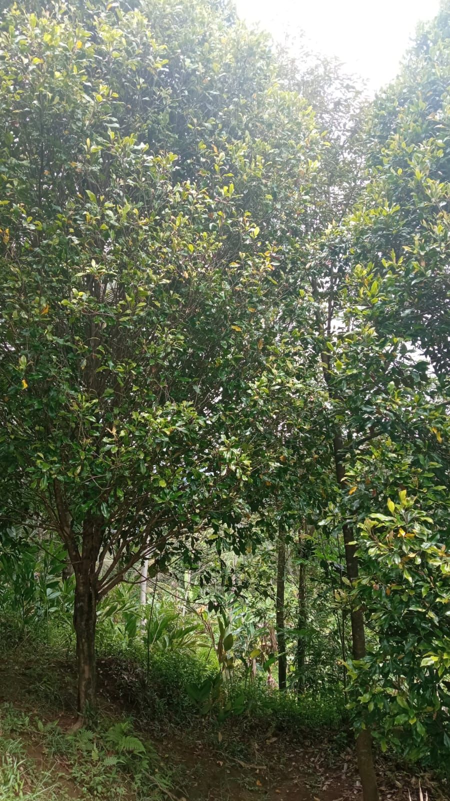 Foto Hasil Panen