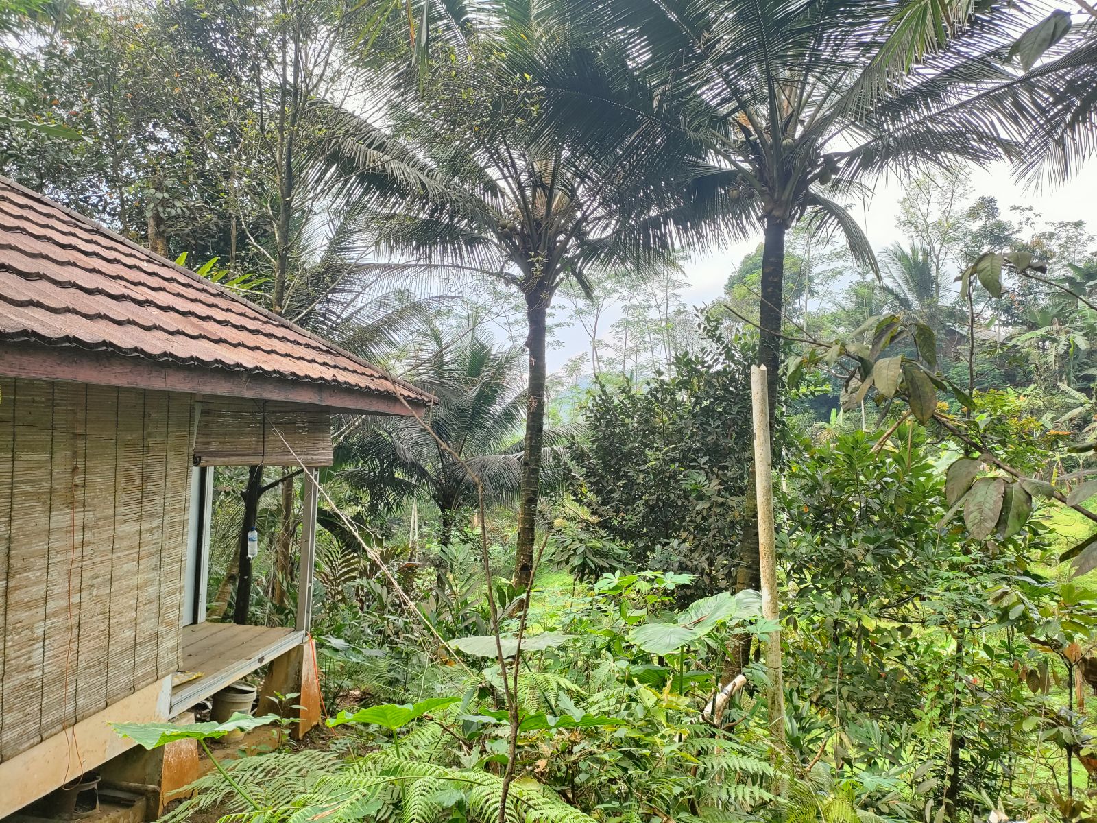 Foto Rumah & Kandang